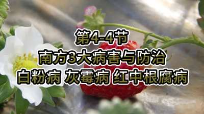 第4-4节-南方3大病害与防治-白粉病、灰霉病，红中根腐病
