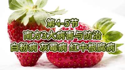 第4-5节-南方3大病害与防治-白粉病、灰霉病，红中根腐病