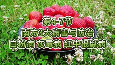 第4-7节-南方3大病害与防治-白粉病、灰霉病，红中根腐病