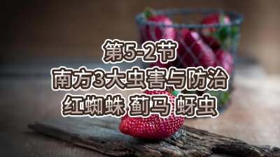 第5-2节-南方3大虫害与防治-红蜘蛛、蓟马、蚜虫