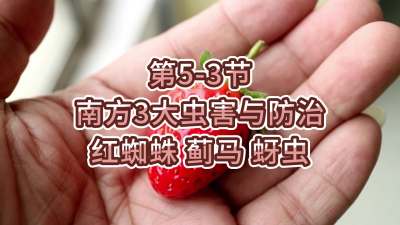 第5-3节-南方3大虫害与防治-红蜘蛛、蓟马、蚜虫