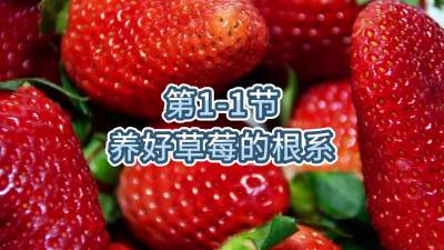 第1-1节-养好草莓的根系