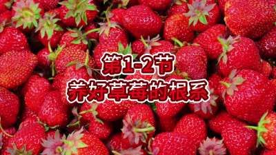 第1-2节-养好草莓的根系