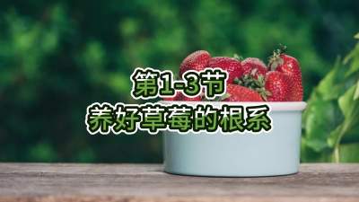 第1-3节-养好草莓的根系