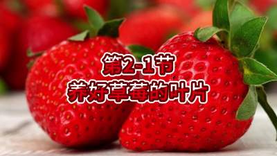 第2-1节-养好草莓的叶片