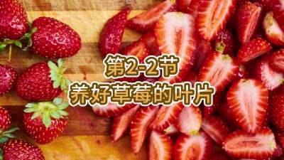 第2-2节-养好草莓的叶片
