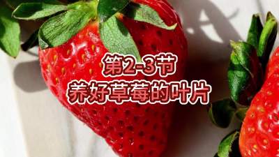第2-3节-养好草莓的叶片