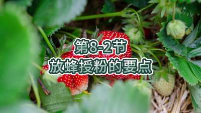 第8-2节-放蜂授粉的要点