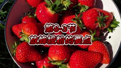 第8-3节-放蜂授粉的要点