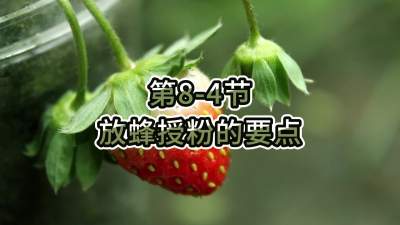 第8-4节-放蜂授粉的要点