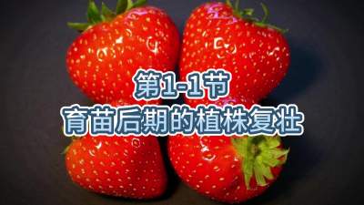 第1-1节-育苗后期的植株复壮
