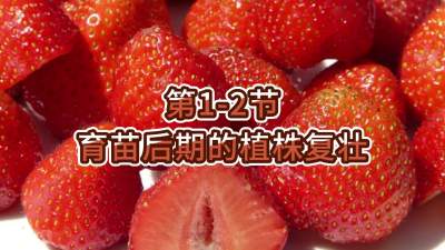 第1-2节-育苗后期的植株复壮