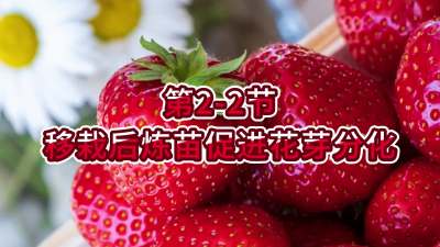 第2-2节-移栽后炼苗促进花芽分化