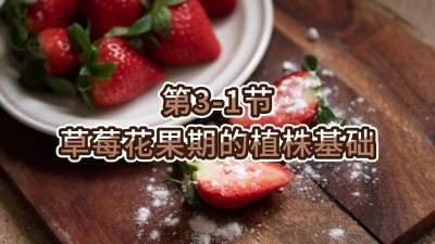 第3-1节-草莓花果期的植株基础