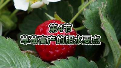 第4节-草莓高产的肥水要点
