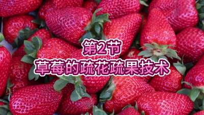 第2节-草莓的疏花疏果技术