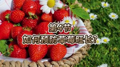 第4节-如何预防草莓旺长？