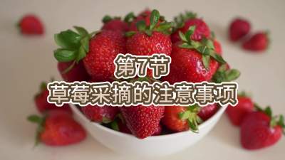 第7节-草莓采摘的注意事项