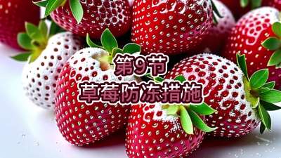 第9节-草莓防冻措施