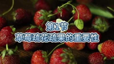 第1节-草莓疏花疏果的重要性