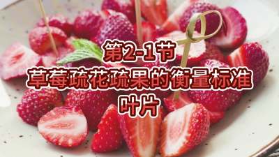 第2-1节-草莓疏花疏果的衡量标准&mdash;&mdash;叶片