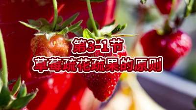 第3-1节-草莓疏花疏果的原则