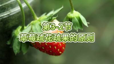 第3-2节-草莓疏花疏果的原则