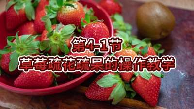第4-1节-草莓疏花疏果的操作教学