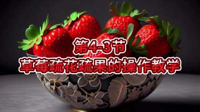 第4-3节-草莓疏花疏果的操作教学