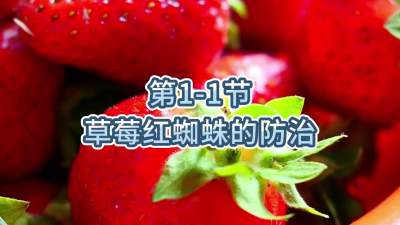 第1-1节-草莓红蜘蛛的防治