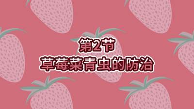 第2节-草莓菜青虫的防治