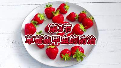 第3节-草莓象甲虫的防治