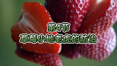 第4节-草莓小地老虎的防治