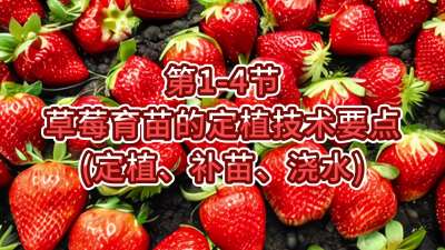 第1-4节-草莓育苗的定植技术要点（定植、补苗、浇水）