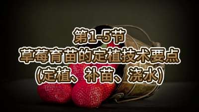 第1-5节-草莓育苗的定植技术要点（定植、补苗、浇水）