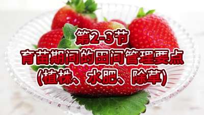 第2-3节-育苗期间的田间管理要点（植株、水肥、除草）