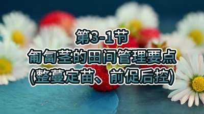 第3-1节-匍匐茎的田间管理要点（整蔓定苗、前促后控）