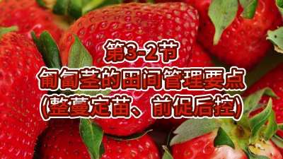 第3-2节-匍匐茎的田间管理要点（整蔓定苗、前促后控）