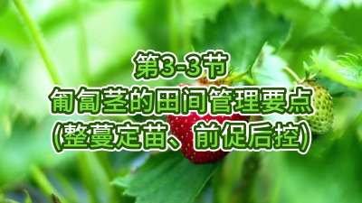 第3-3节-匍匐茎的田间管理要点（整蔓定苗、前促后控）