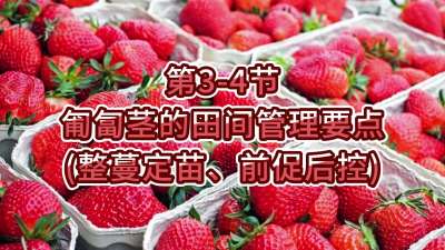 第3-4节-匍匐茎的田间管理要点（整蔓定苗、前促后控）