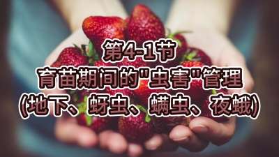 第4-1节-育苗期间的&ldquo;虫害&rdquo;管理（地下、蚜虫、螨虫、夜蛾）