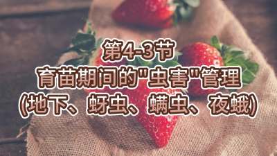 第4-3节-育苗期间的&ldquo;虫害&rdquo;管理（地下、蚜虫、螨虫、夜蛾）