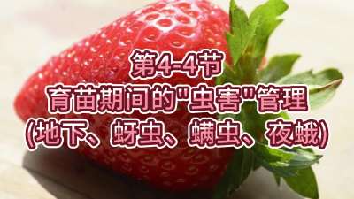 第4-4节-育苗期间的&ldquo;虫害&rdquo;管理（地下、蚜虫、螨虫、夜蛾）