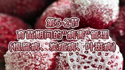 第5-2节-育苗期间的&ldquo;病害&rdquo;管理（根腐病、炭疽病、叶斑病）