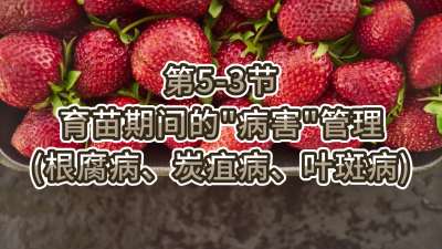 第5-3节-育苗期间的&ldquo;病害&rdquo;管理（根腐病、炭疽病、叶斑病）