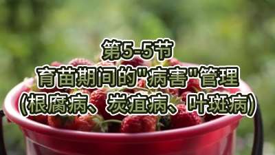 第5-5节-育苗期间的&ldquo;病害&rdquo;管理（根腐病、炭疽病、叶斑病）