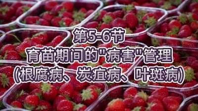 第5-6节-育苗期间的&ldquo;病害&rdquo;管理（根腐病、炭疽病、叶斑病）