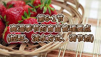 第6-1节-高温季节的育苗管理要点（控旺、浇水方式、调节剂）