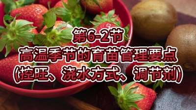 第6-2节-高温季节的育苗管理要点（控旺、浇水方式、调节剂）