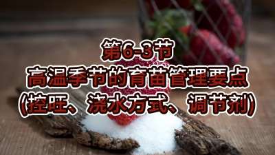 第6-3节-高温季节的育苗管理要点（控旺、浇水方式、调节剂）